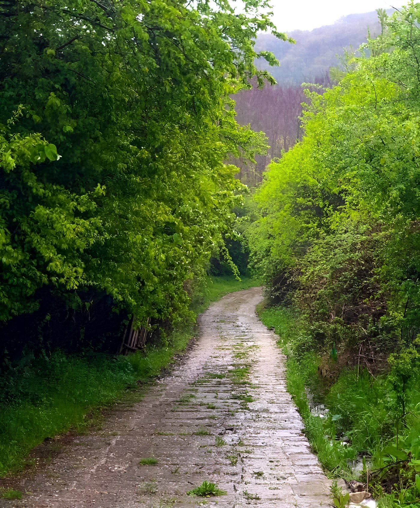 Път през зелената гора